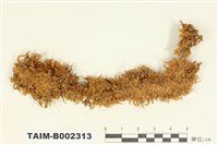 藏品(羽蘚屬)的圖片